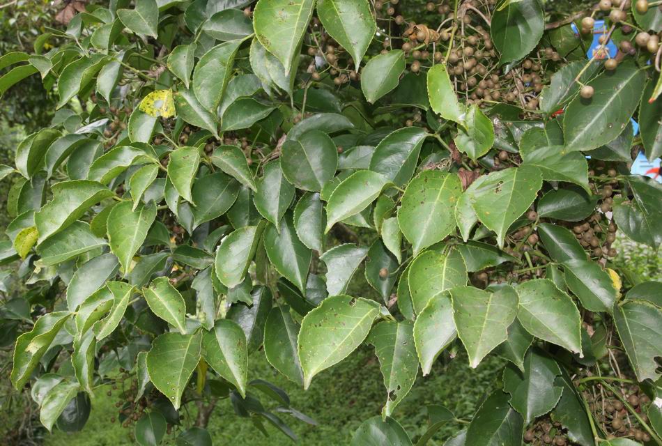 茄苳