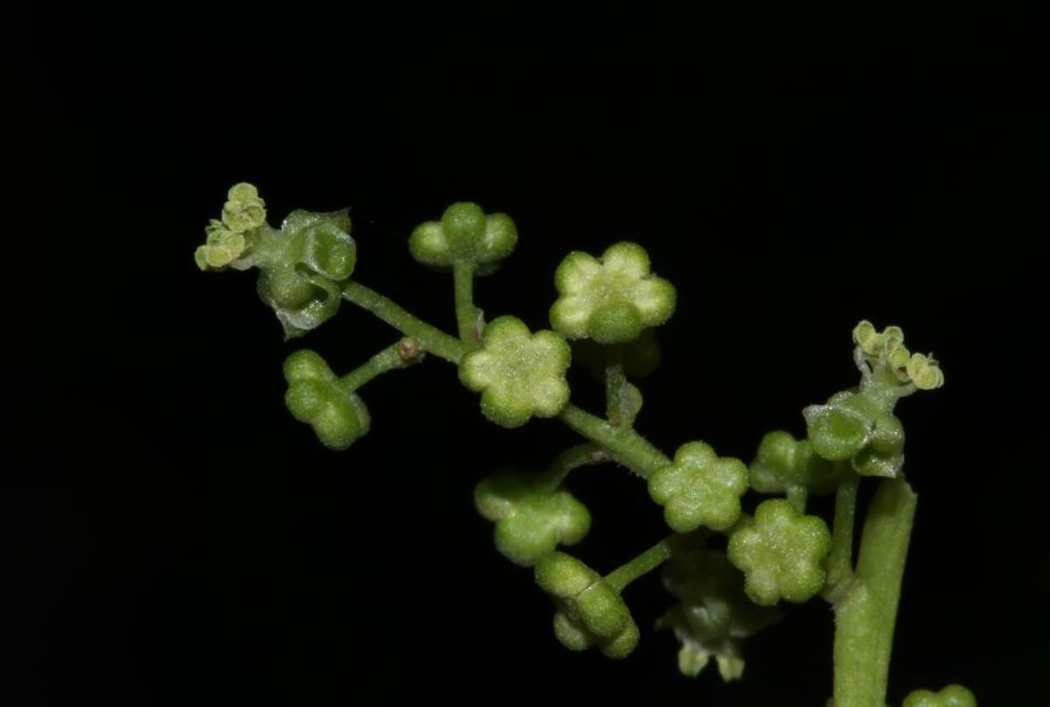 茄苳