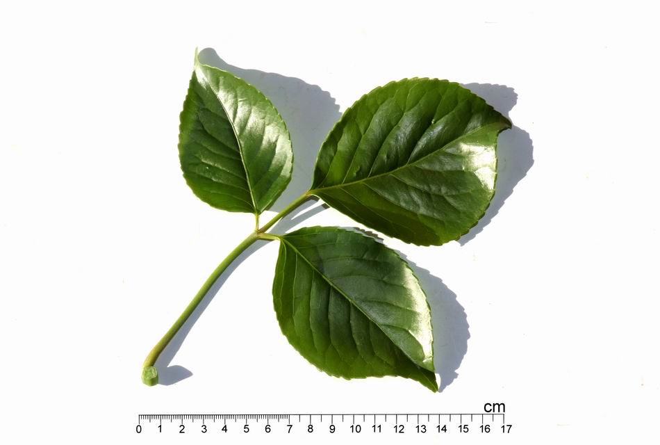 茄苳