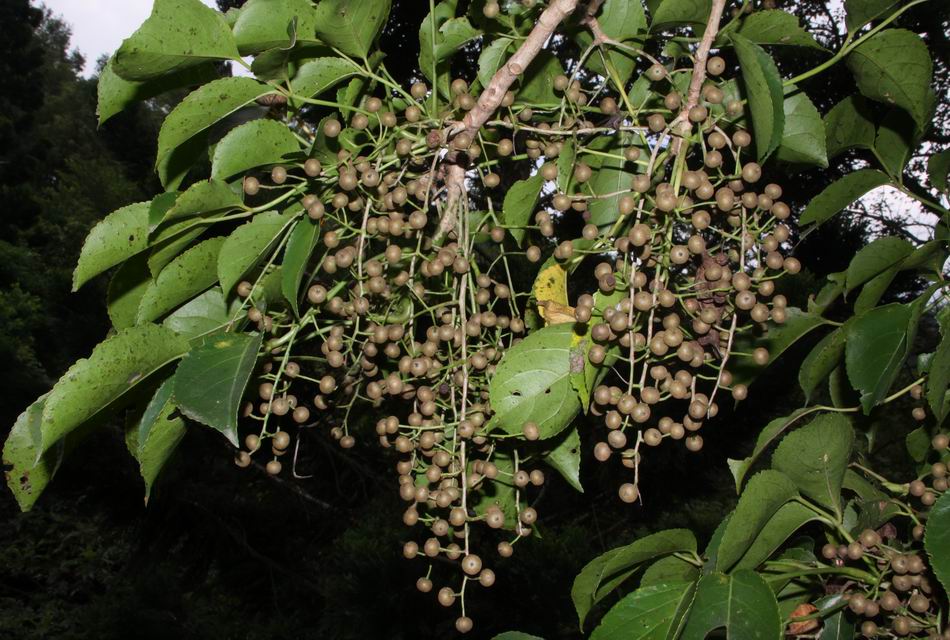 茄苳