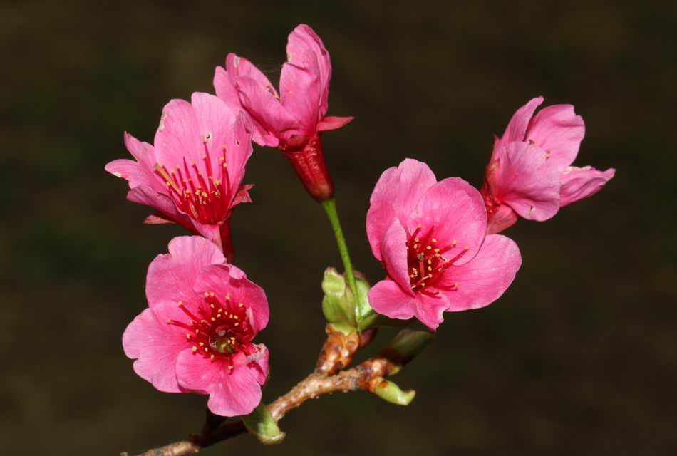 山櫻花