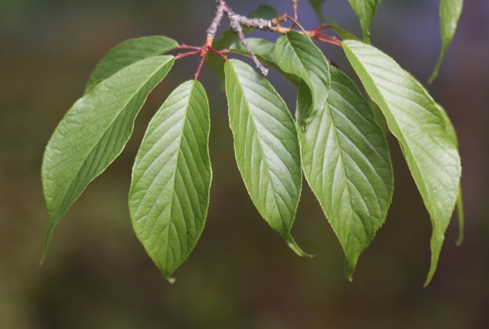 山櫻花