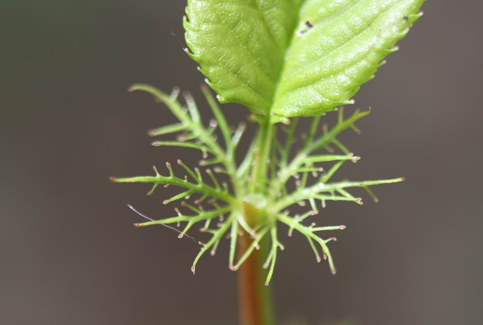 山櫻花