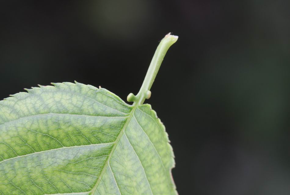 山櫻花