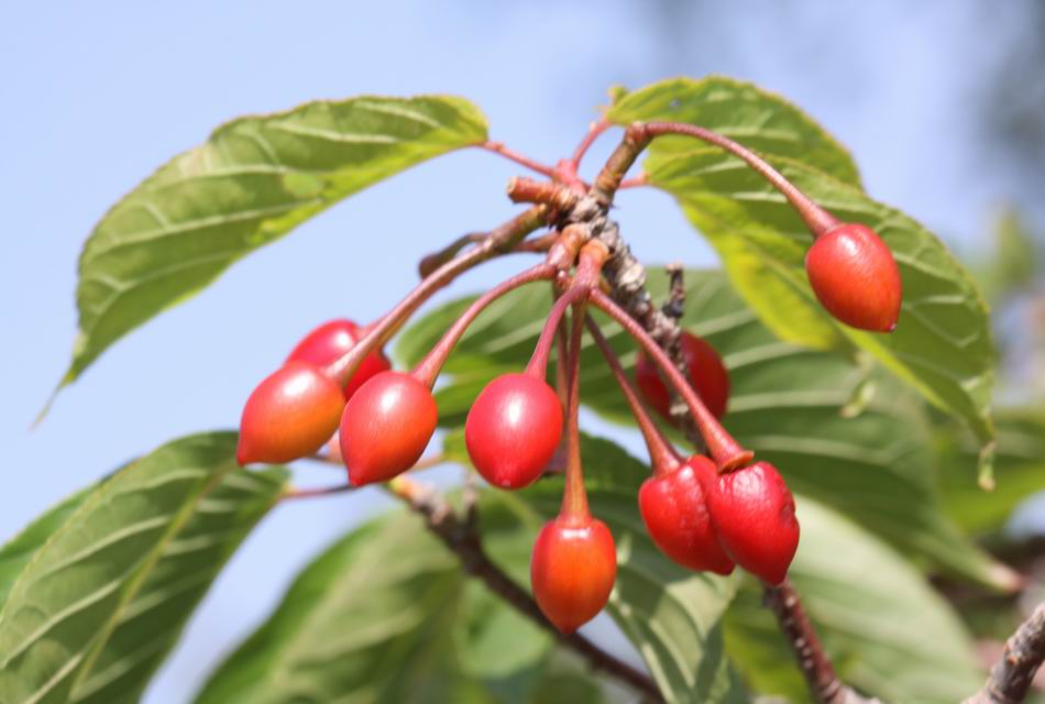 山櫻花