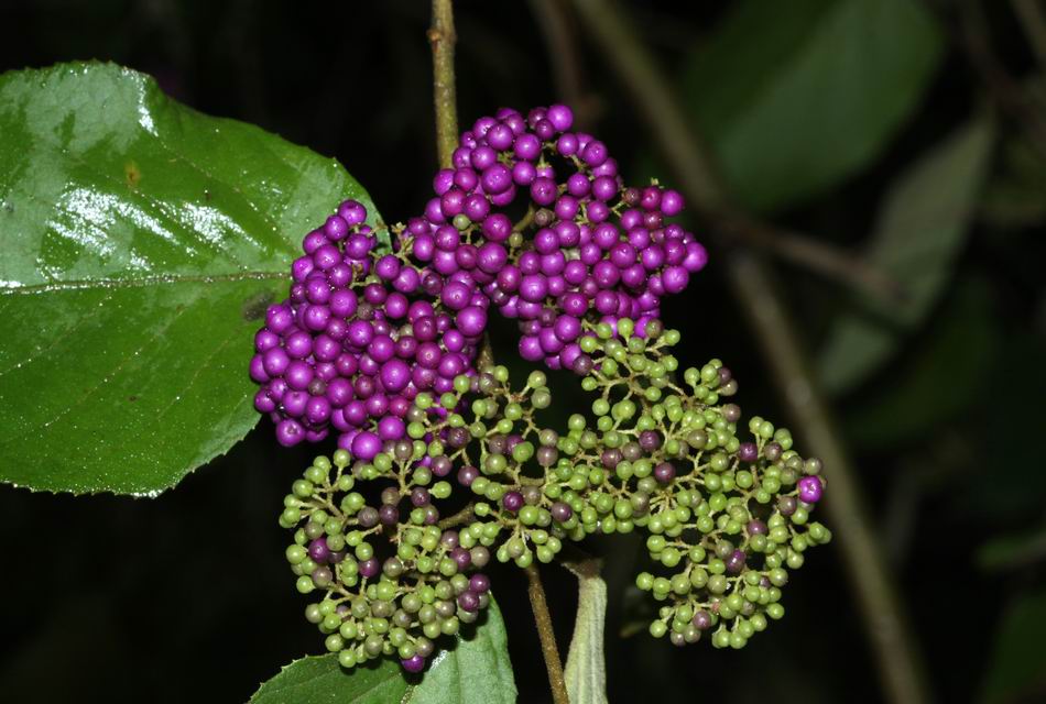 杜虹花