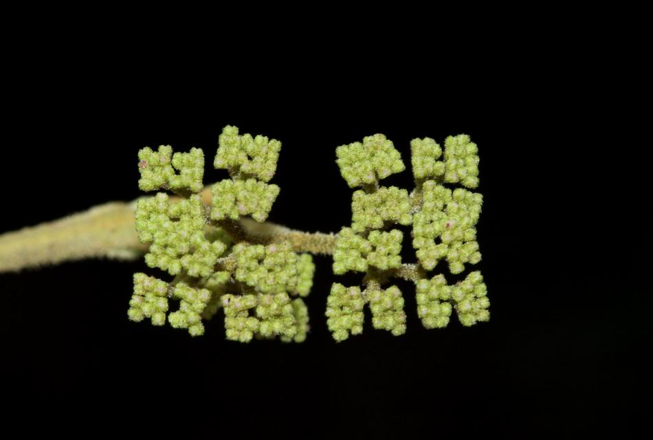 杜虹花
