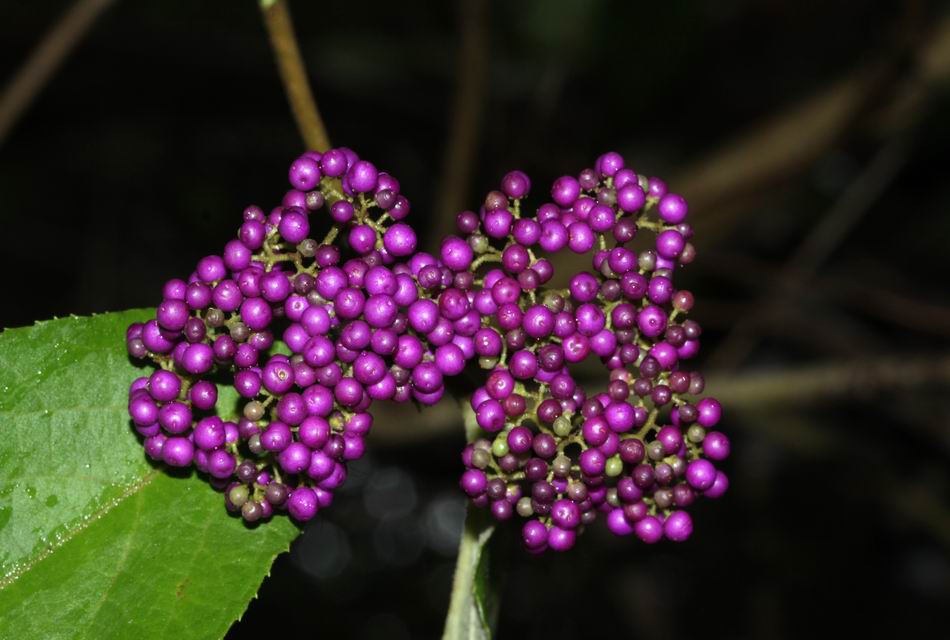 杜虹花