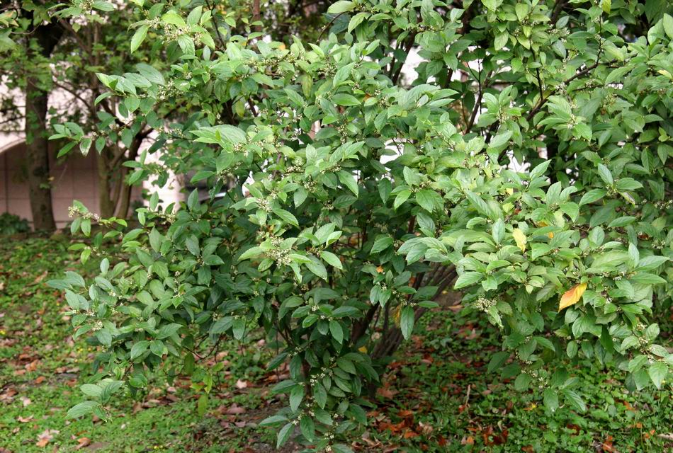 台灣山桂花