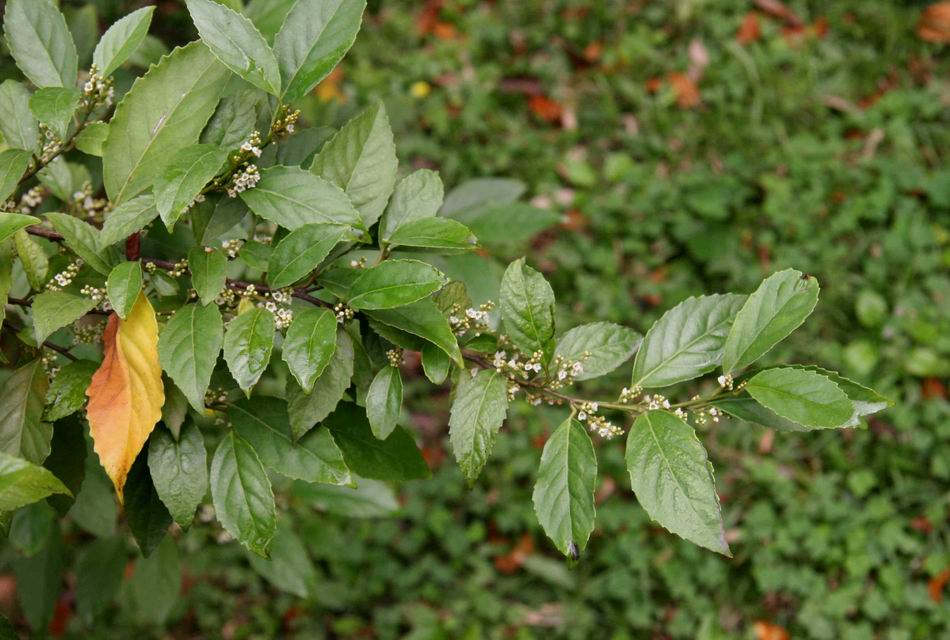 台灣山桂花