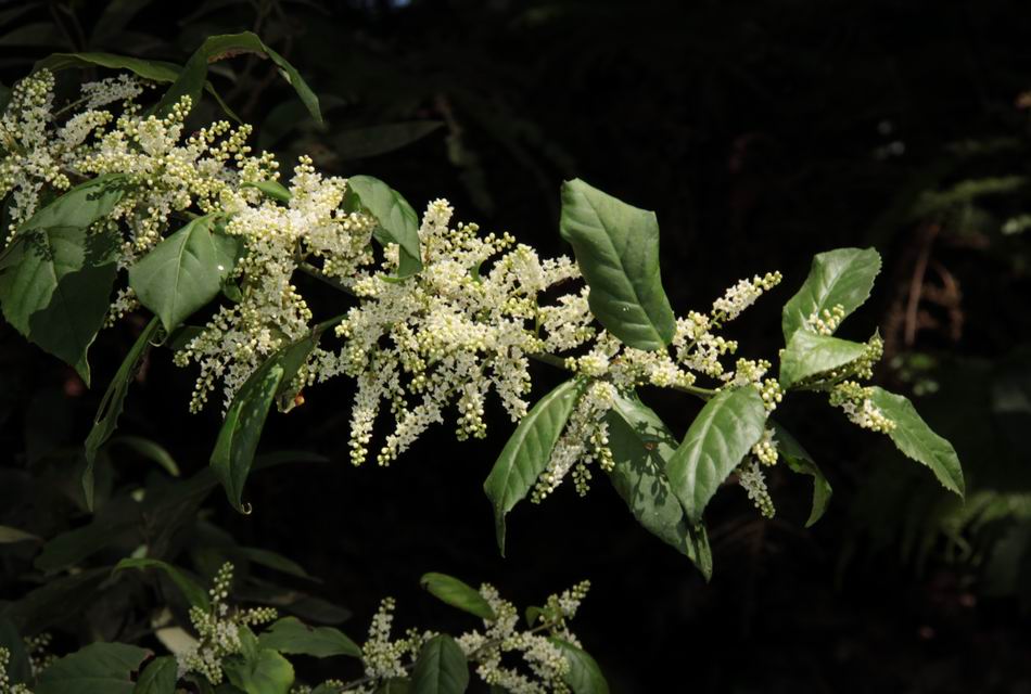 台灣山桂花