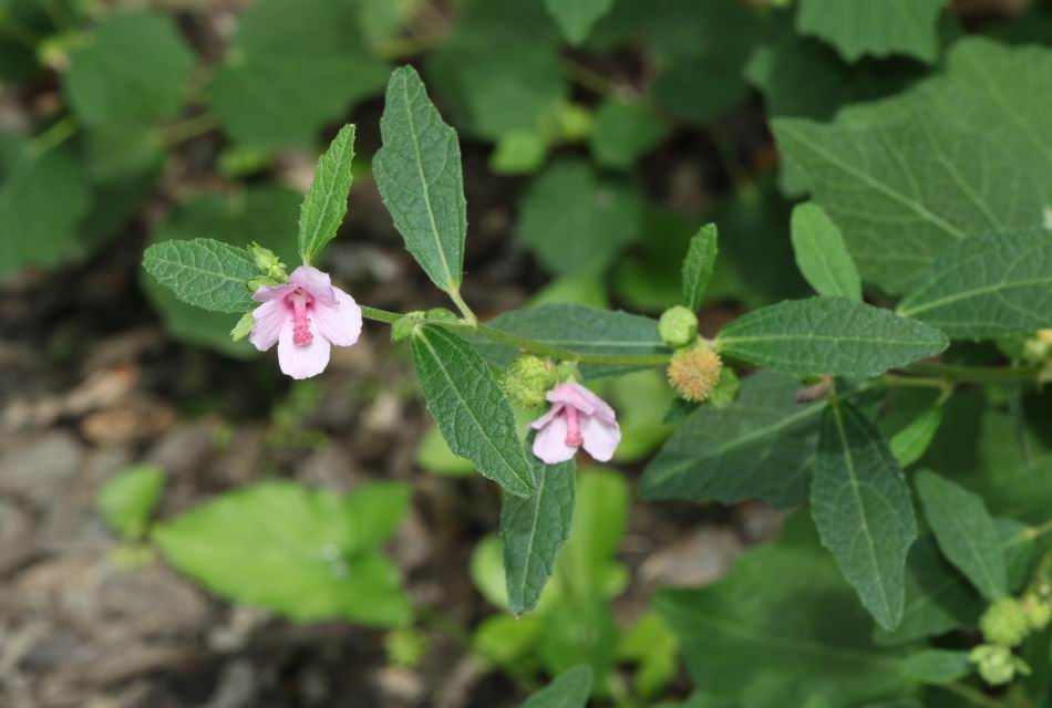 野棉花