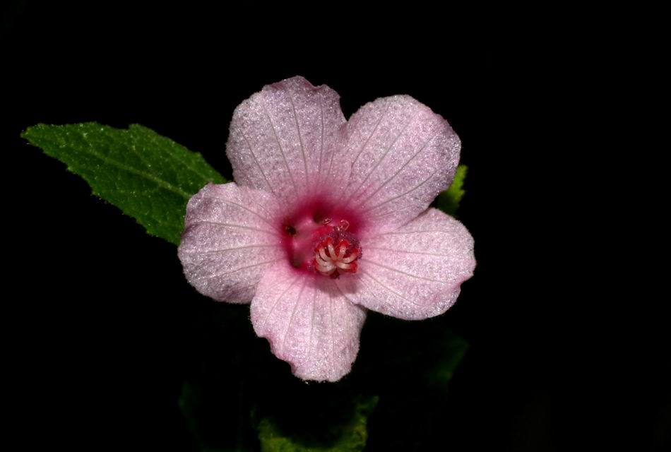 野棉花