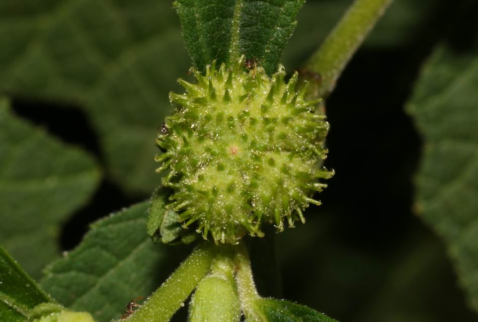 野棉花