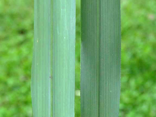 白背芒