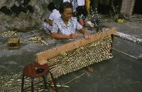 白背芒