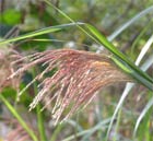 白背芒