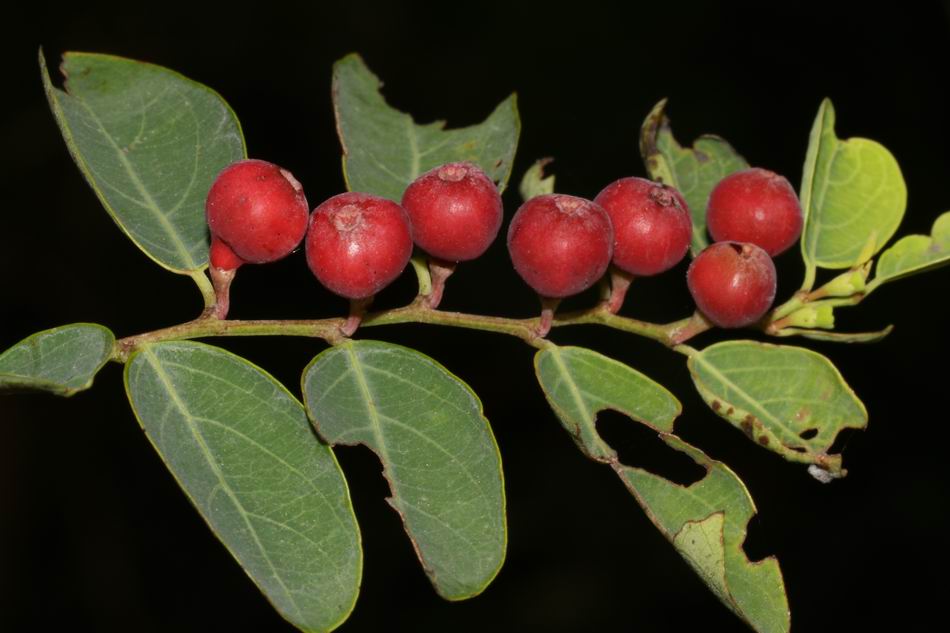 紅仔珠