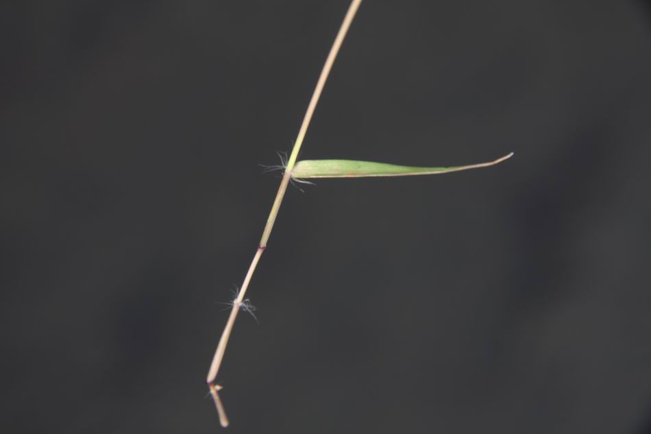 鯽魚草