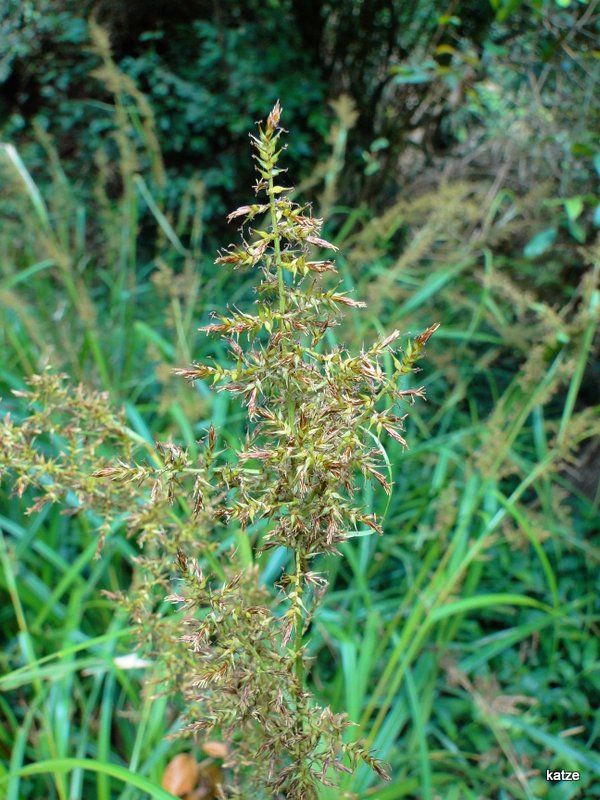 煙火薹