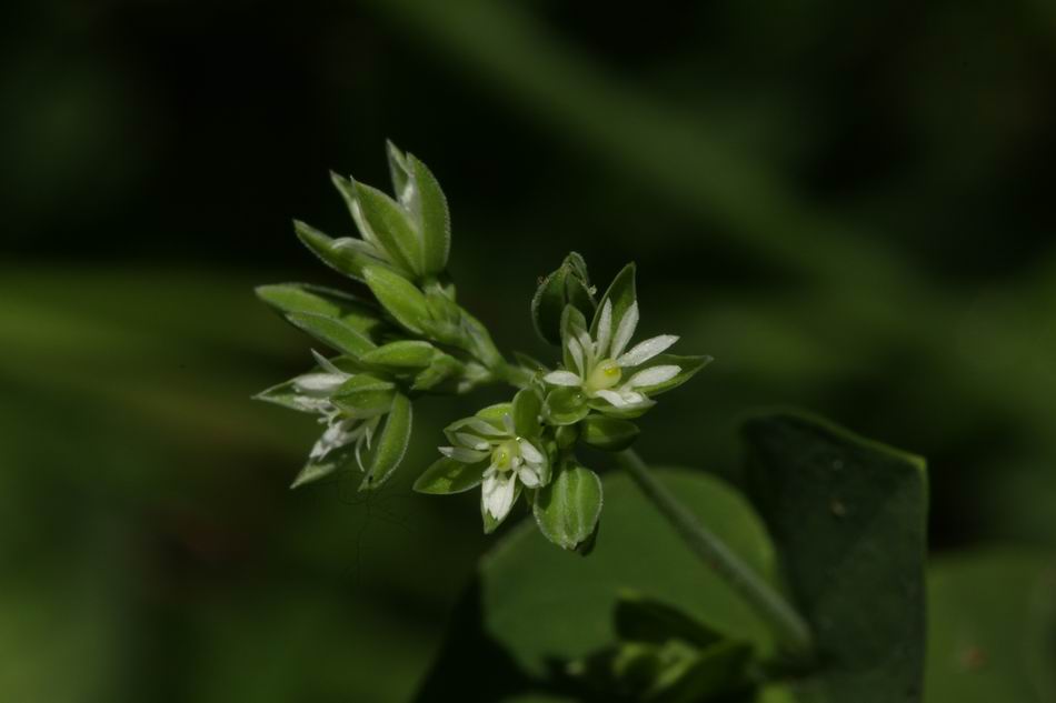 菁芳草