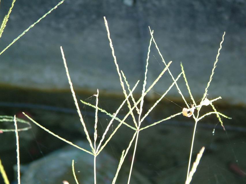 升馬唐
