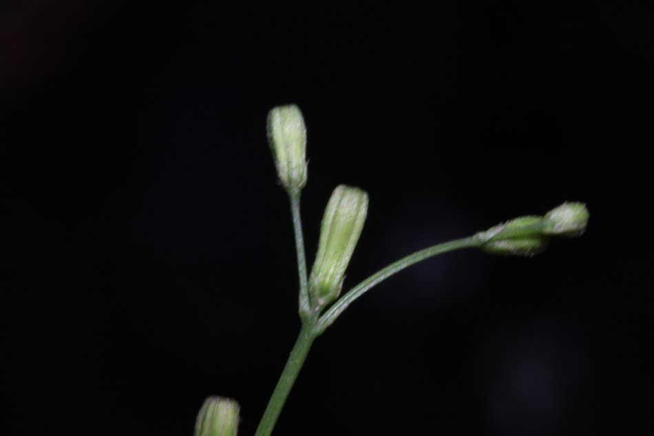 刀傷草