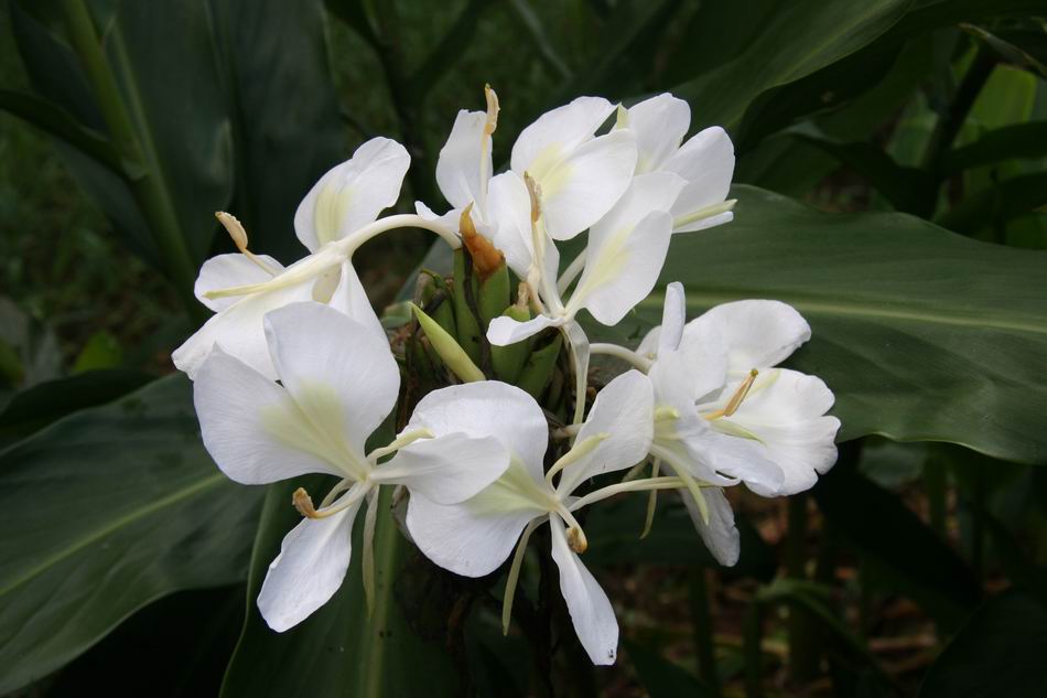 野薑花