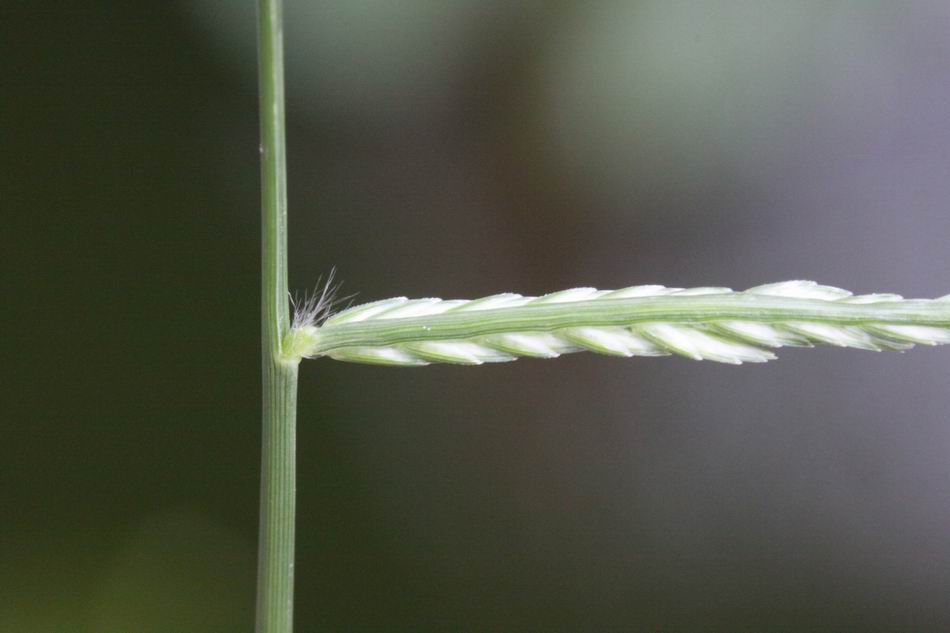 牛筋草