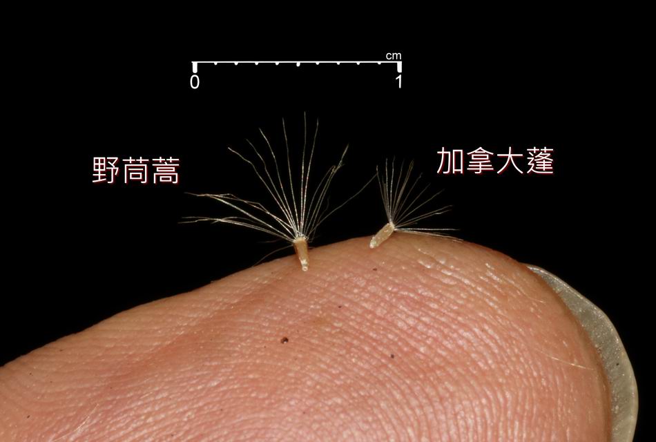 加拿大蓬