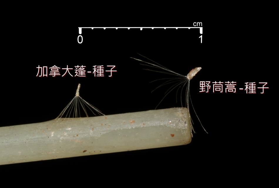 加拿大蓬