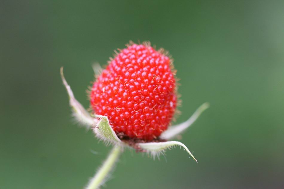 刺莓