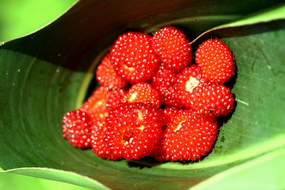 刺莓