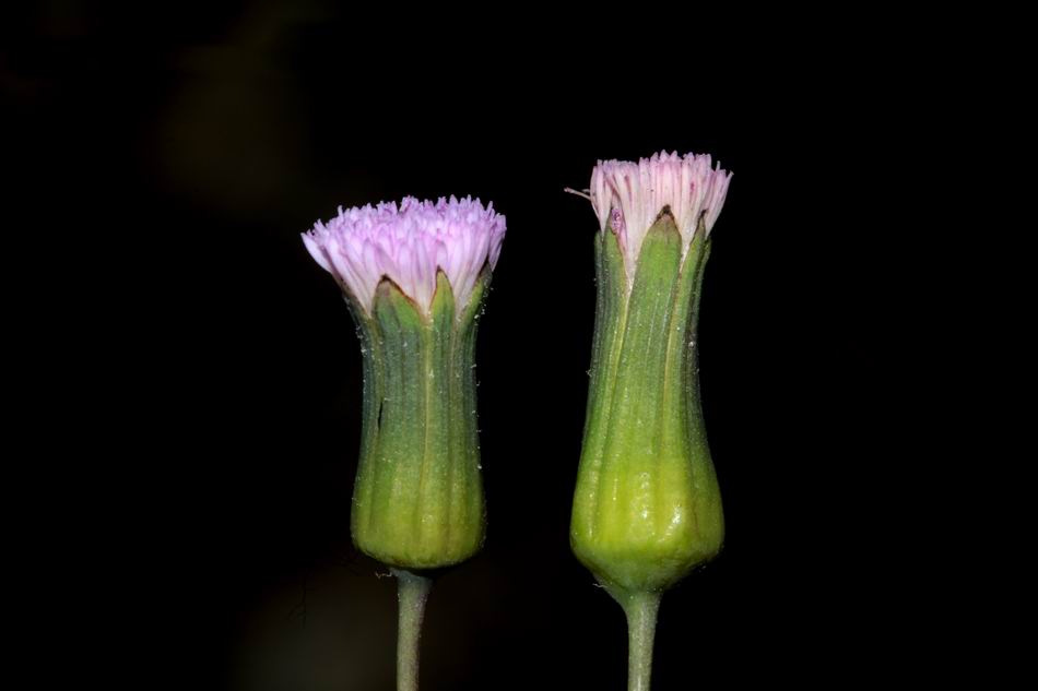 紫背草