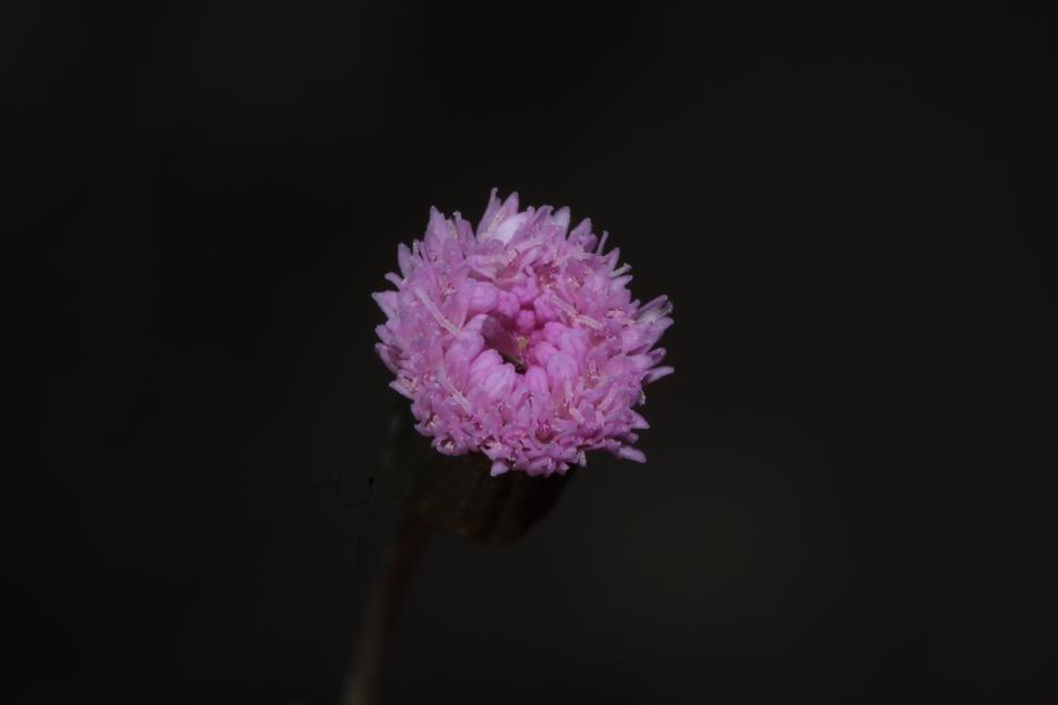 紫背草
