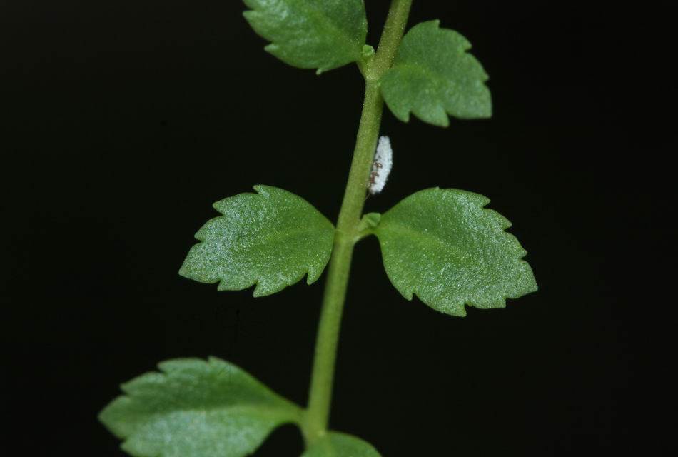 黃花過長沙舅
