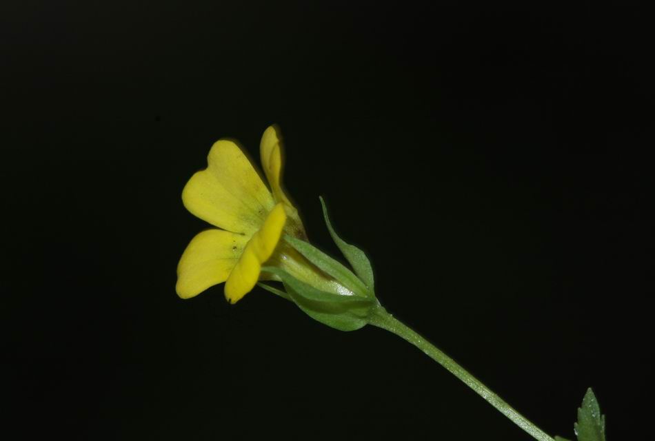 黃花過長沙舅