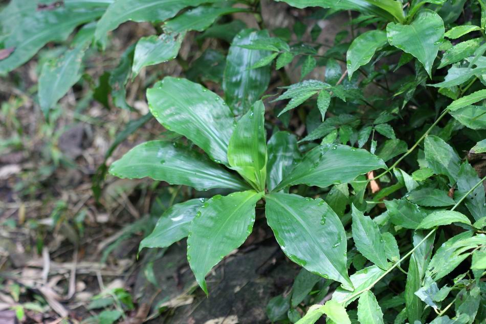 穿鞘花
