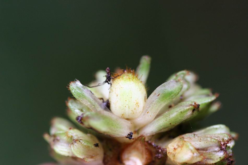 穿鞘花