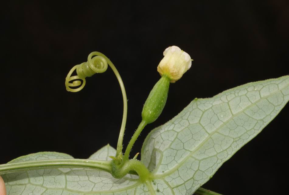 茅瓜
